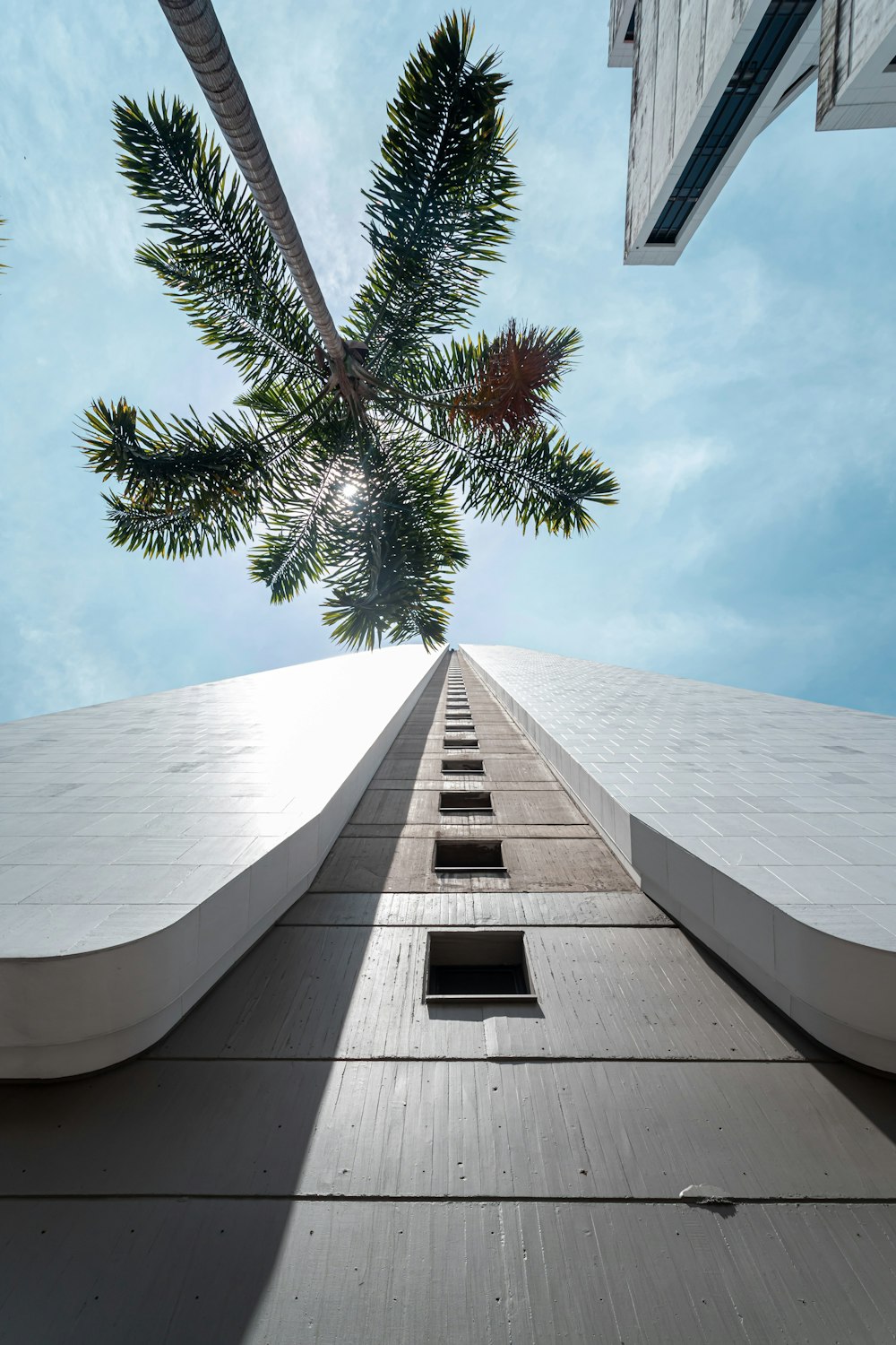 a palm tree on a roof