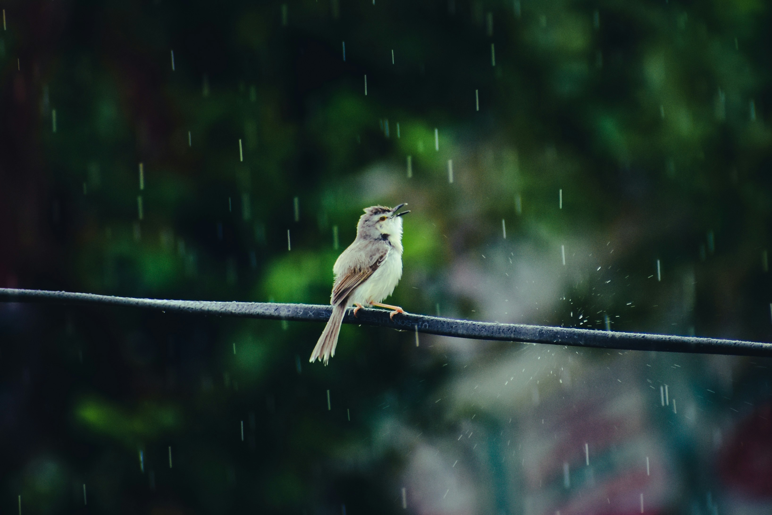a bird sitting on a wire