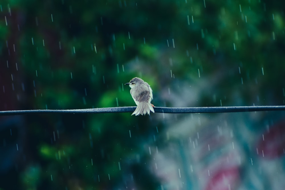 a bird sitting on a wire