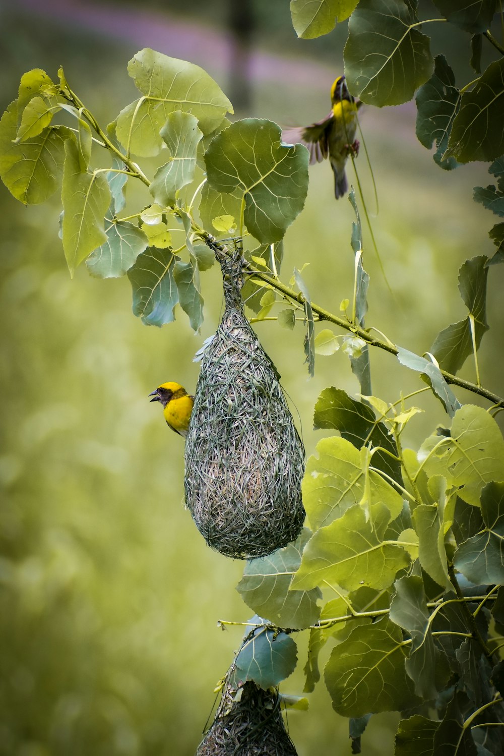 birds on a tree