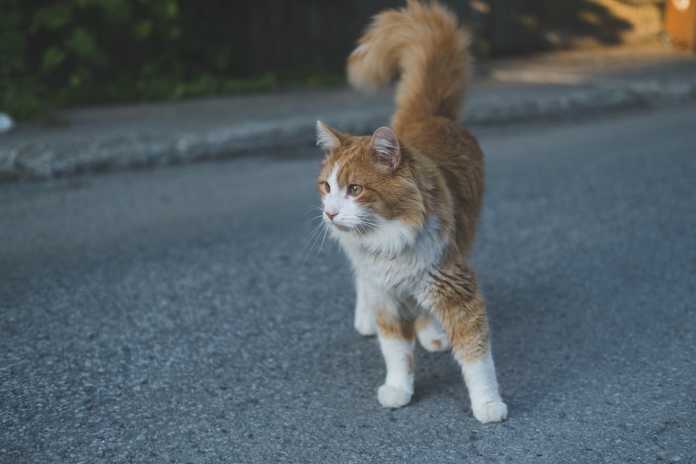 Un gatto che cammina su una strada