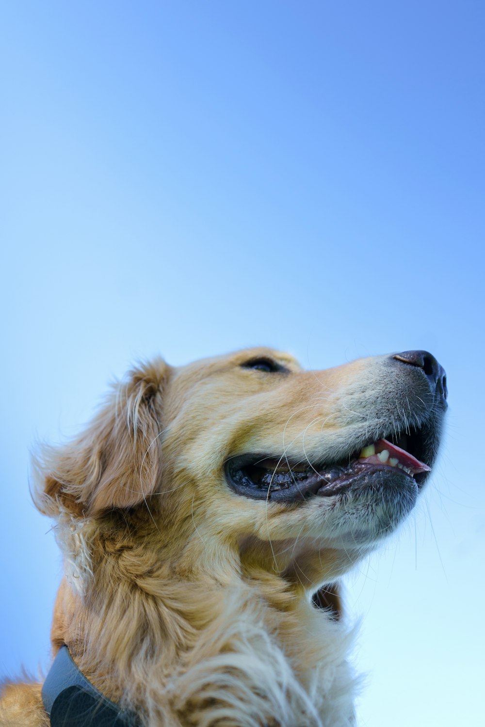 un chien avec la gueule ouverte