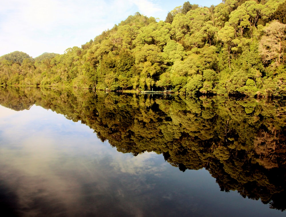 a body of water with trees around it