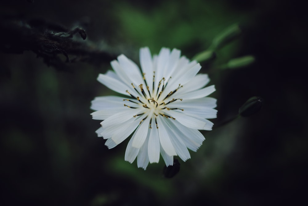 a white flower with green leaves