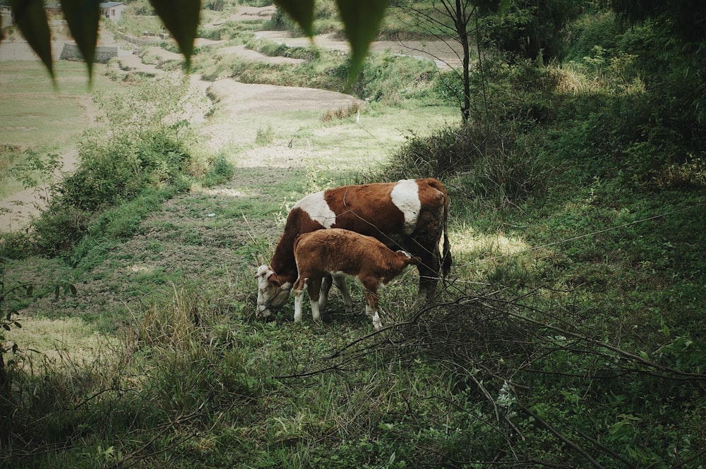 vacas pastando en una colina