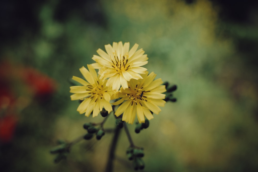 a group of yellow flowers