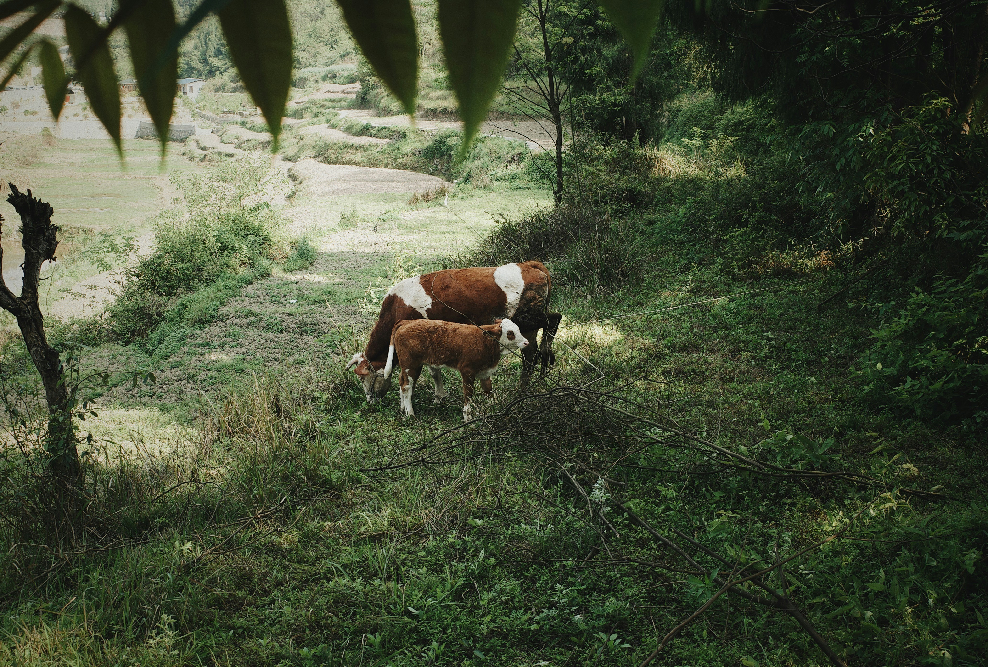 cows grazing in the grass