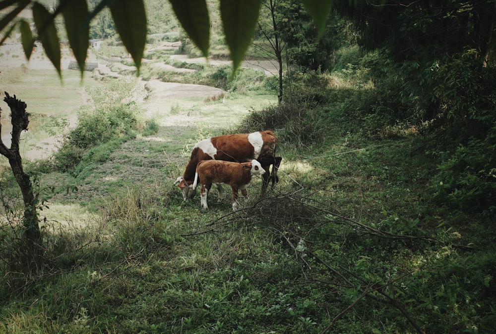 cows grazing in the grass