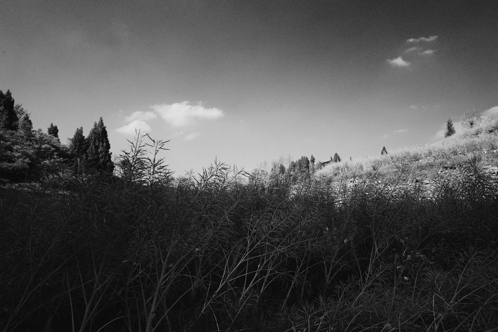 a grassy hill with trees on it