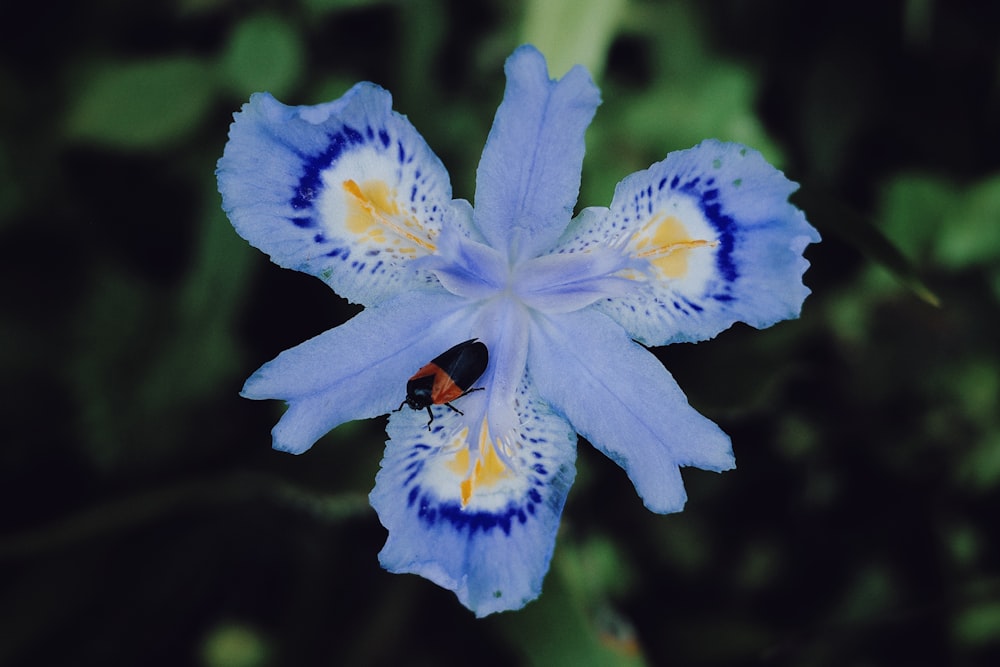 a close up of a flower