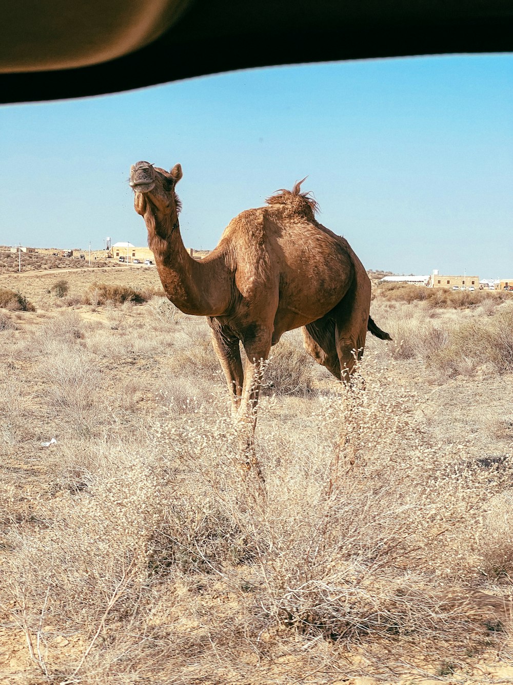 a camel standing in a field