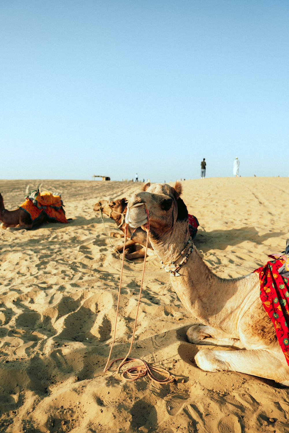 a camel lying on the sand