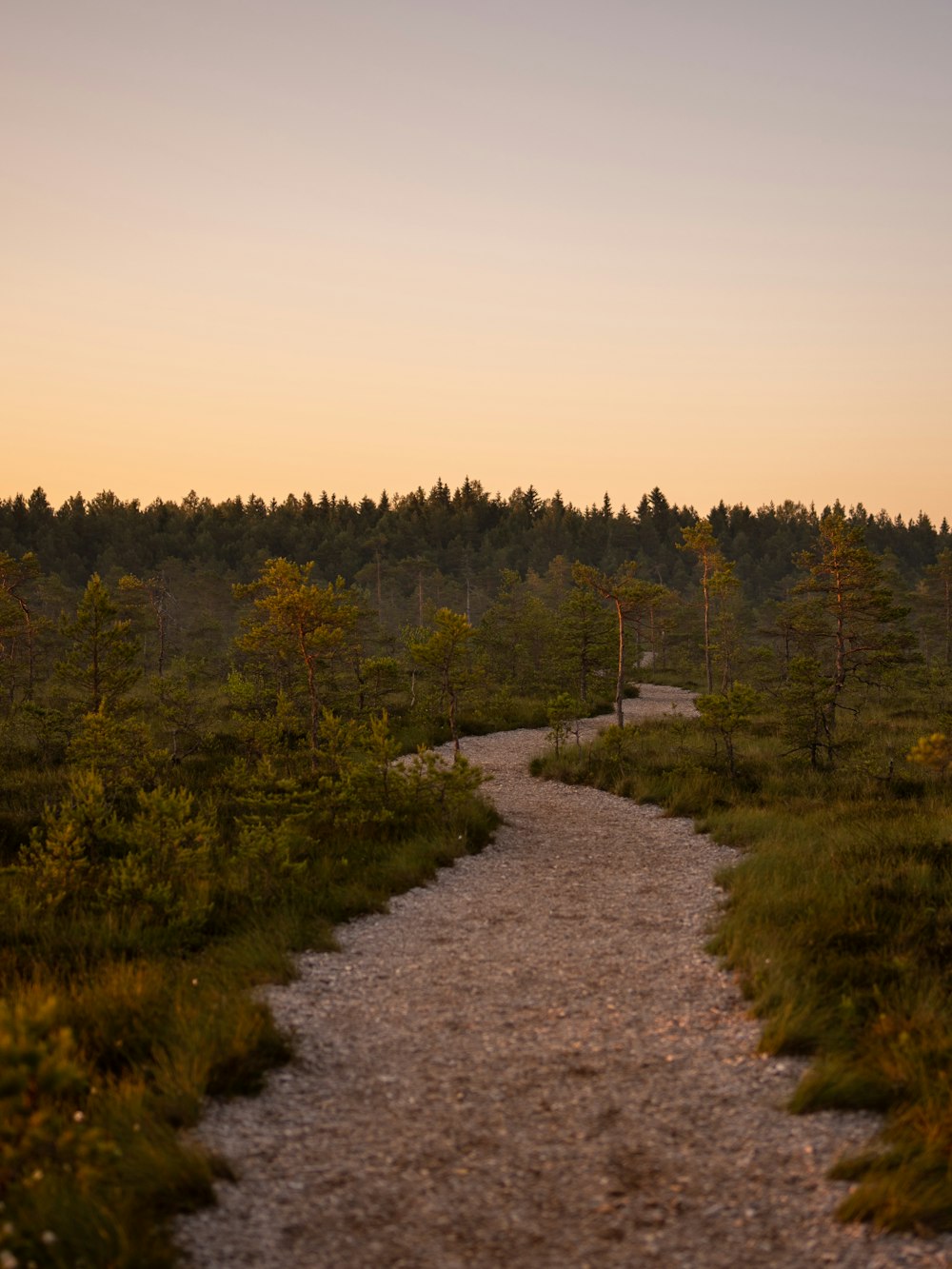 a dirt road with trees on either side of it