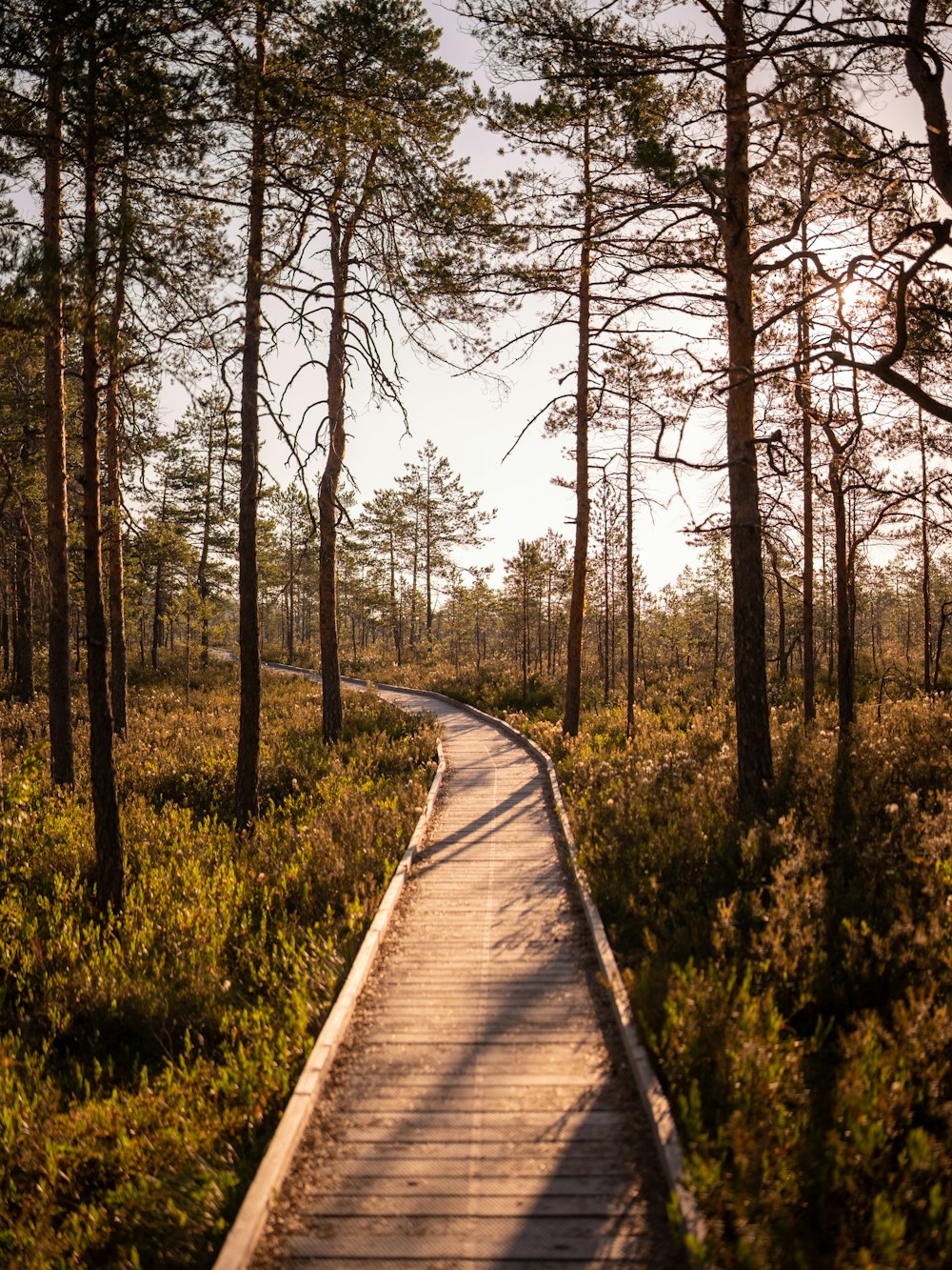 Un camino a través de un bosque