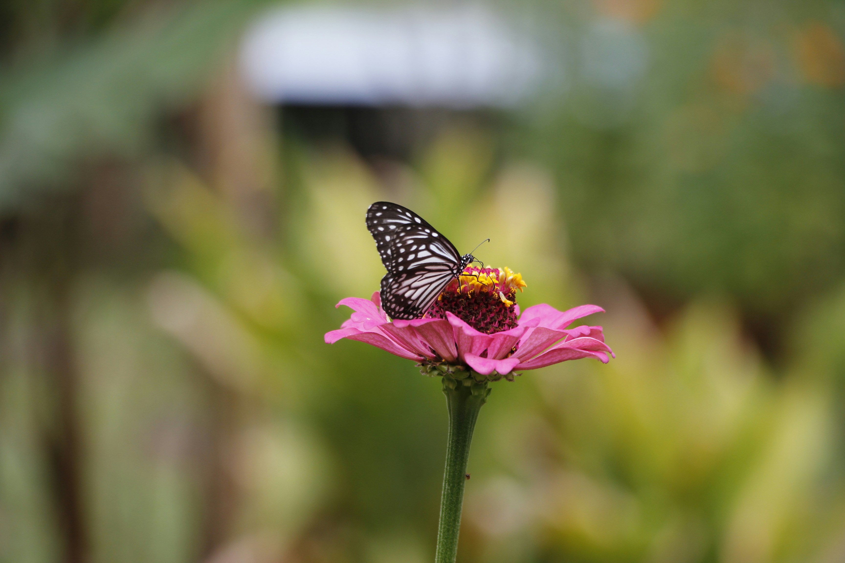 uma borboleta em uma flor