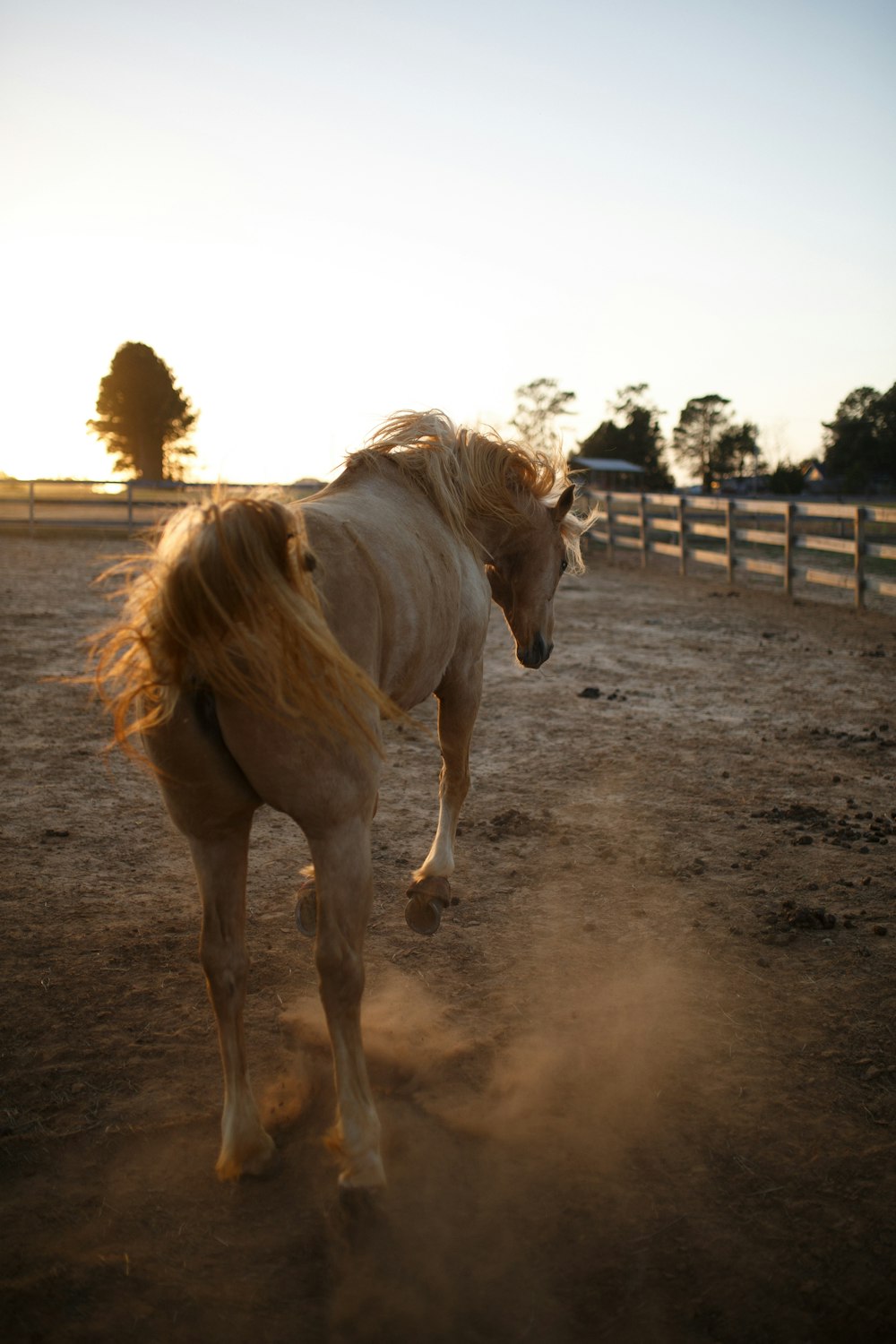 a couple of horses running