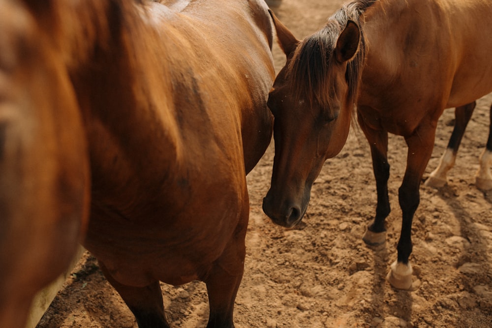 a group of horses
