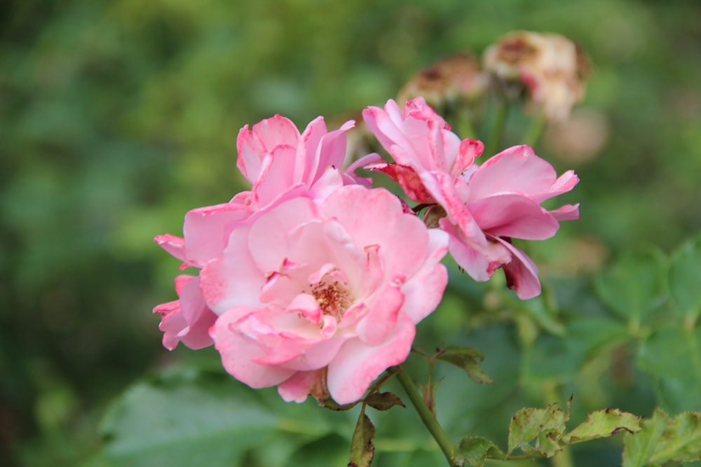 a close up of some flowers