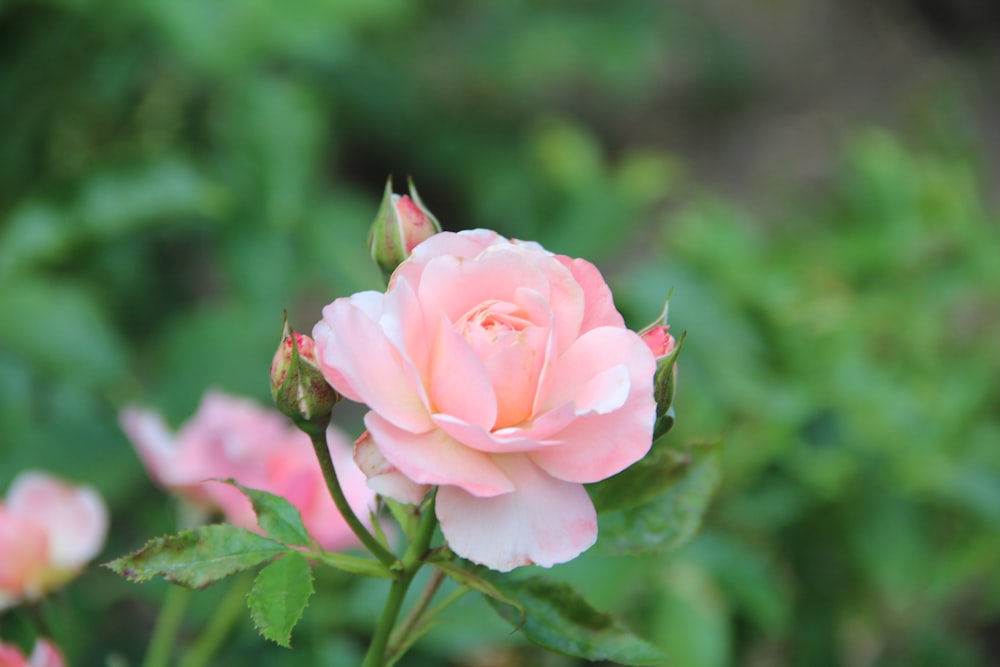 a pink rose with green leaves