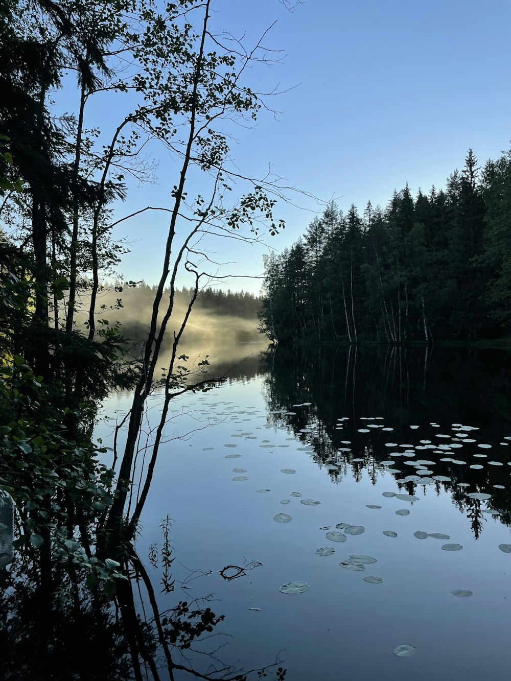 a lake surrounded by trees