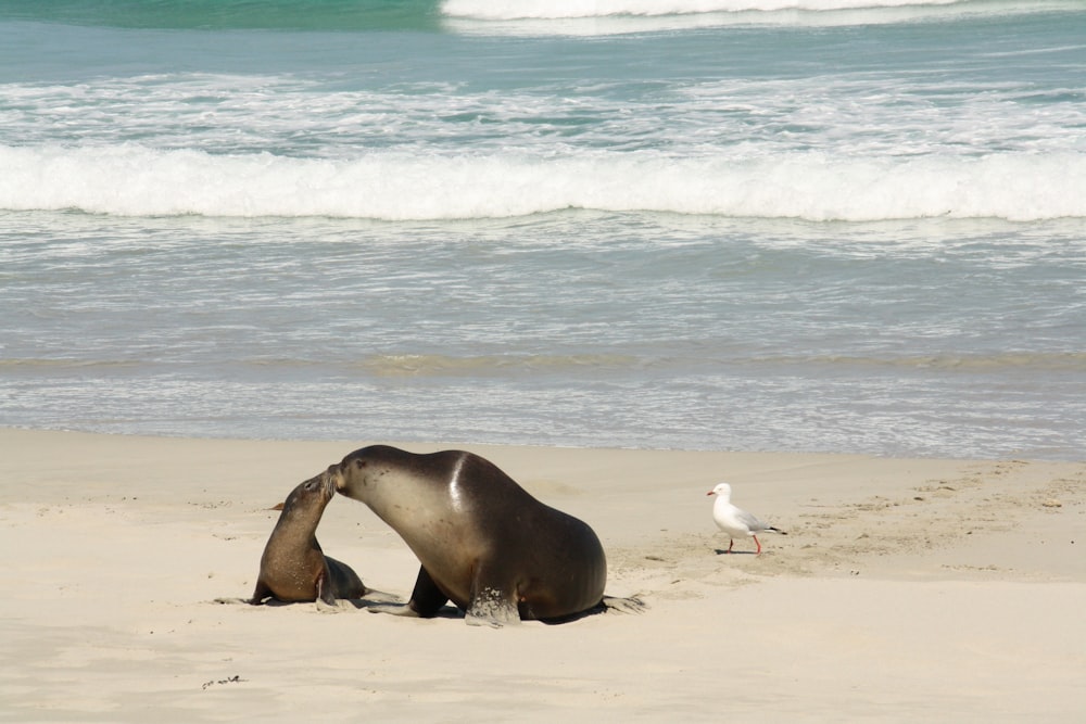 a sea animal on a beach