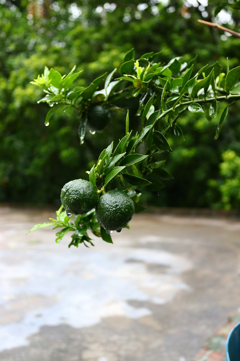 a group of green fruit