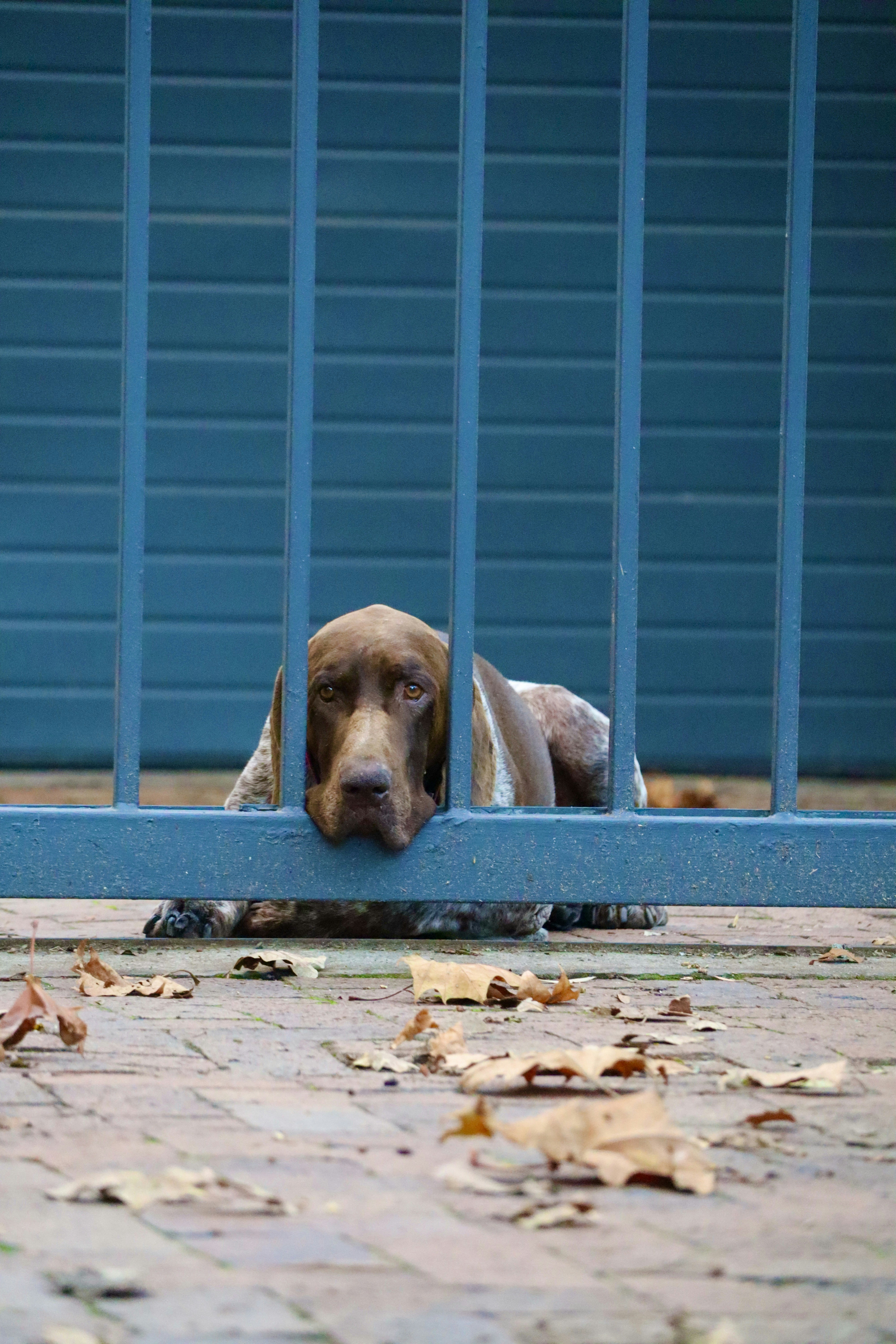 Photo by davidgoodee