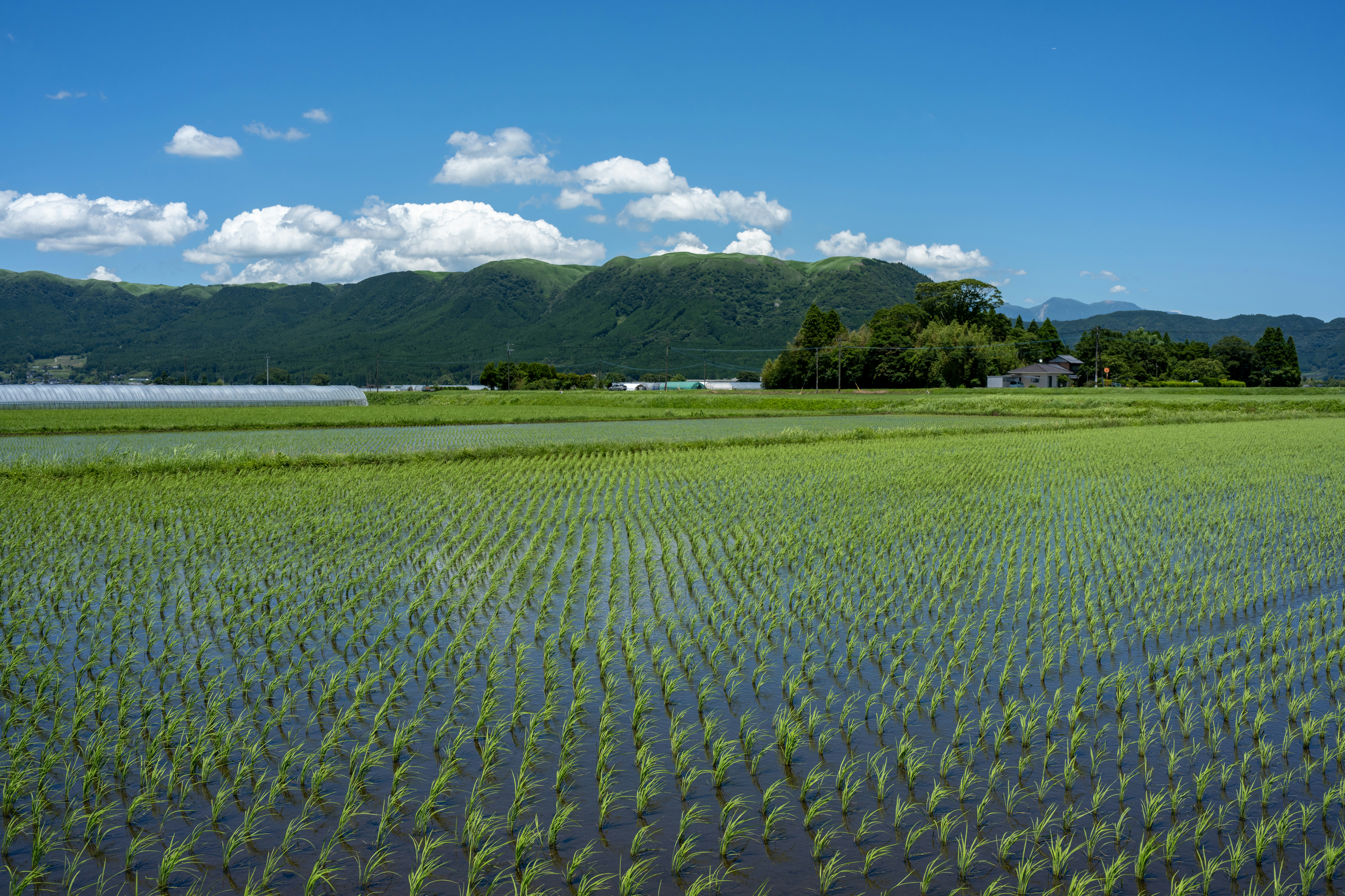 Rice harvest activity in Niigata