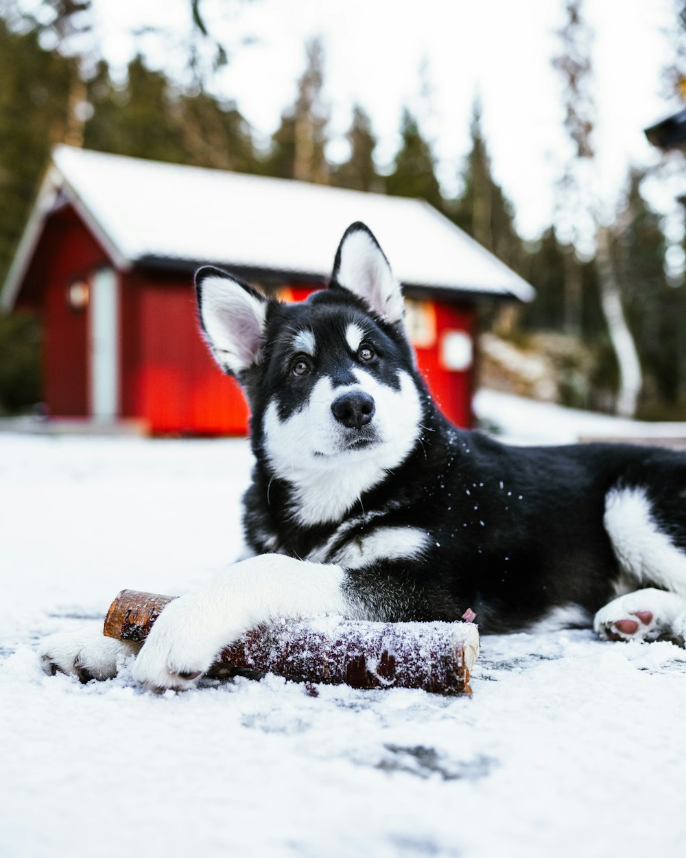 a dog sitting in the snow