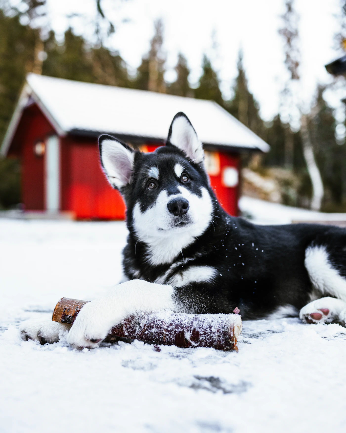 A young black and white husky resting calmly in fresh snow in front of a small red Canadian cabin in the woods