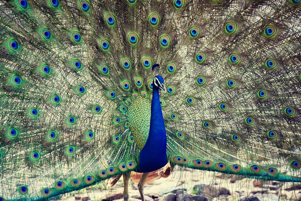 a peacock with its feathers spread