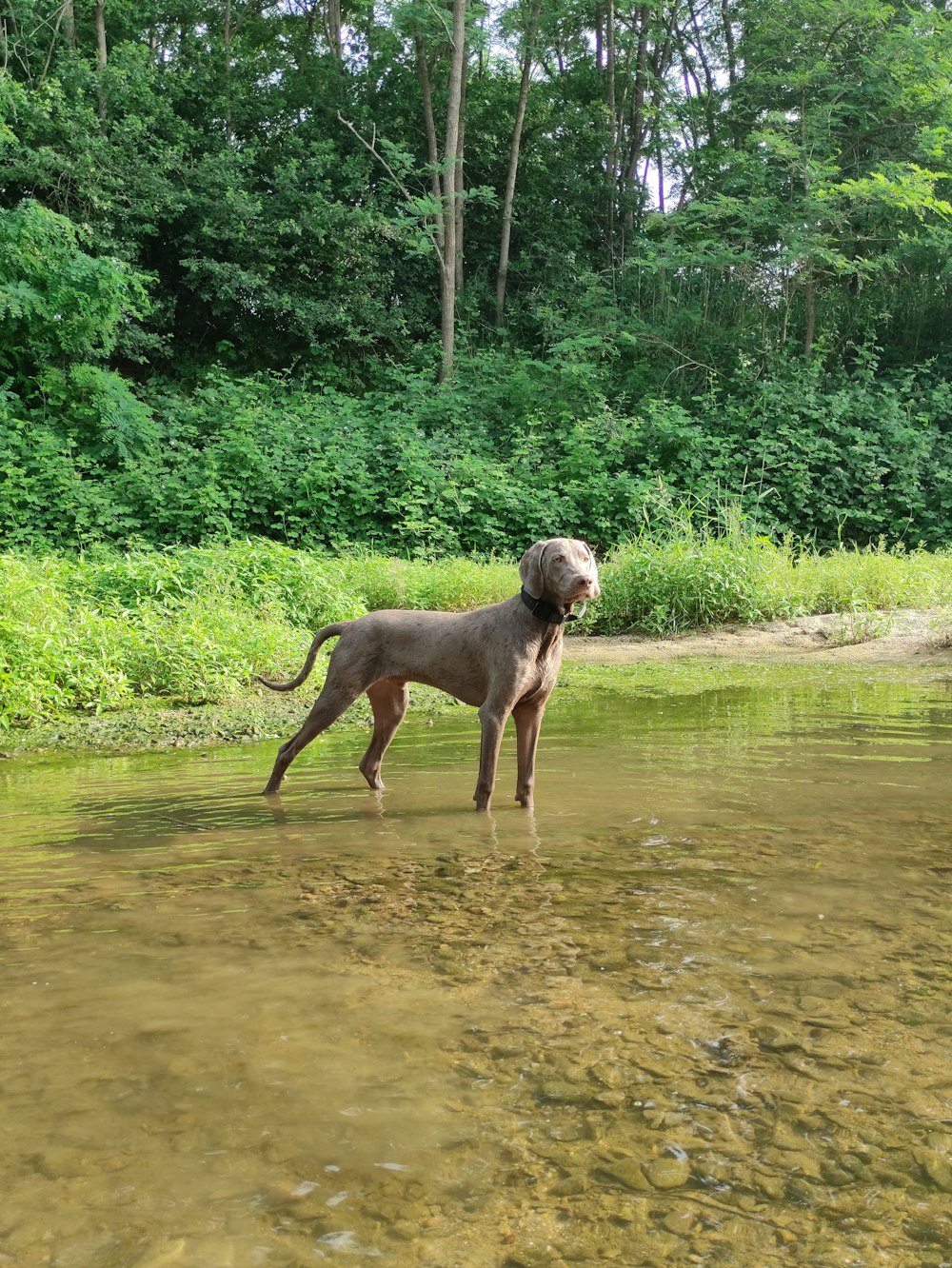 a dog standing in a muddy area