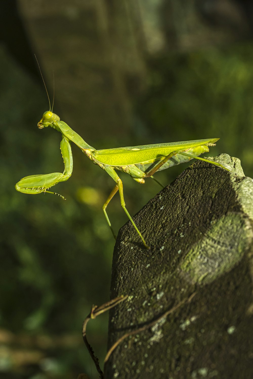 a green insect on a tree branch