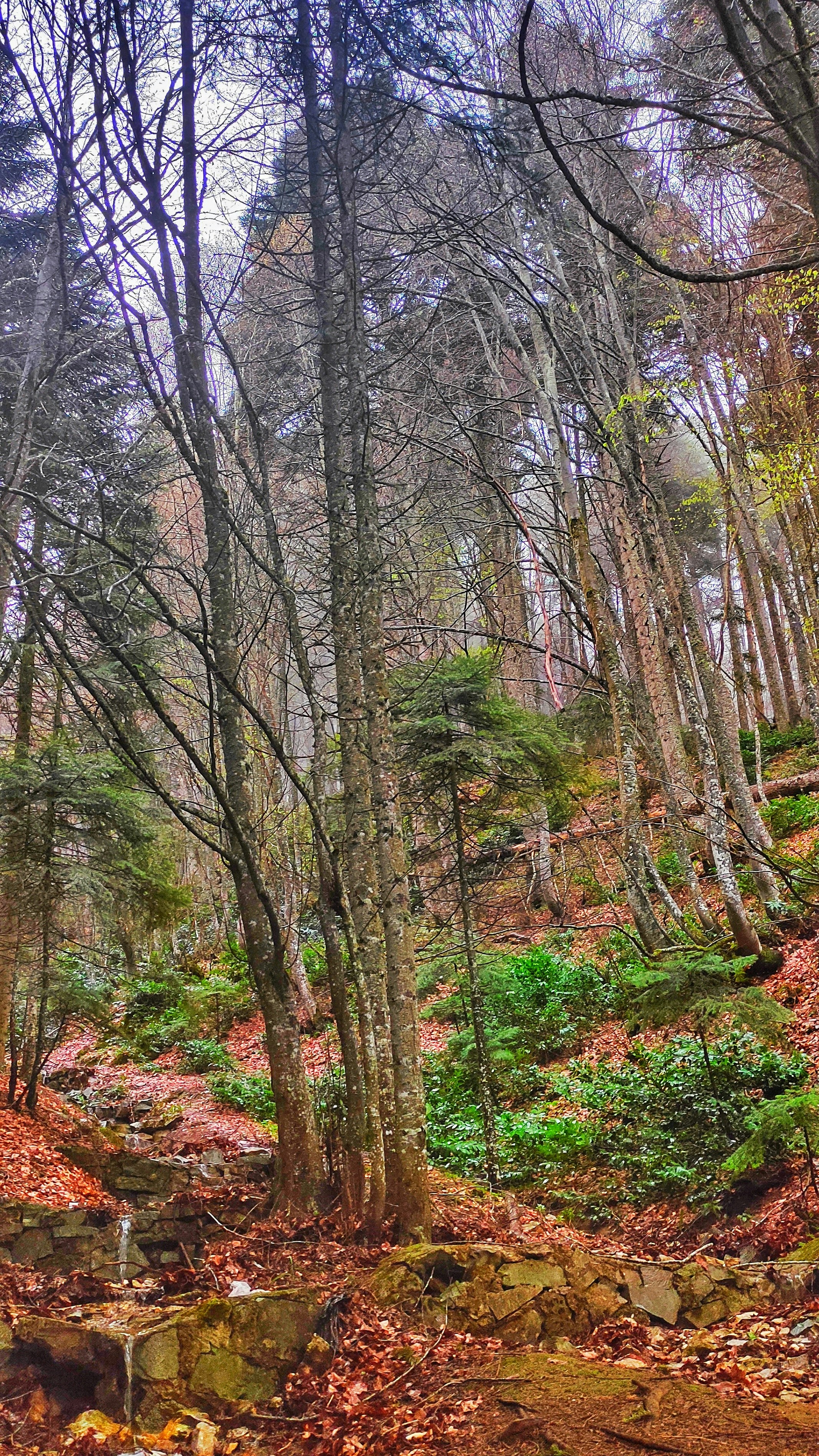 Photo by ercandogan