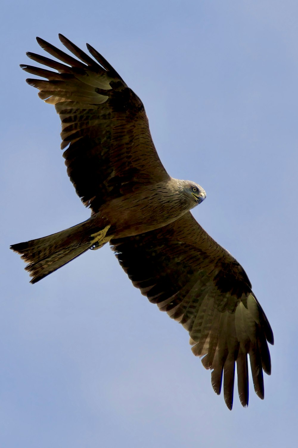 a hawk flying in the sky