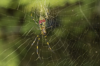 A close-up view of a spider with distinct yellow and black markings on its body and legs, sitting in the center of an intricate web. The background is blurred and features shades of green, indicating foliage or plants.