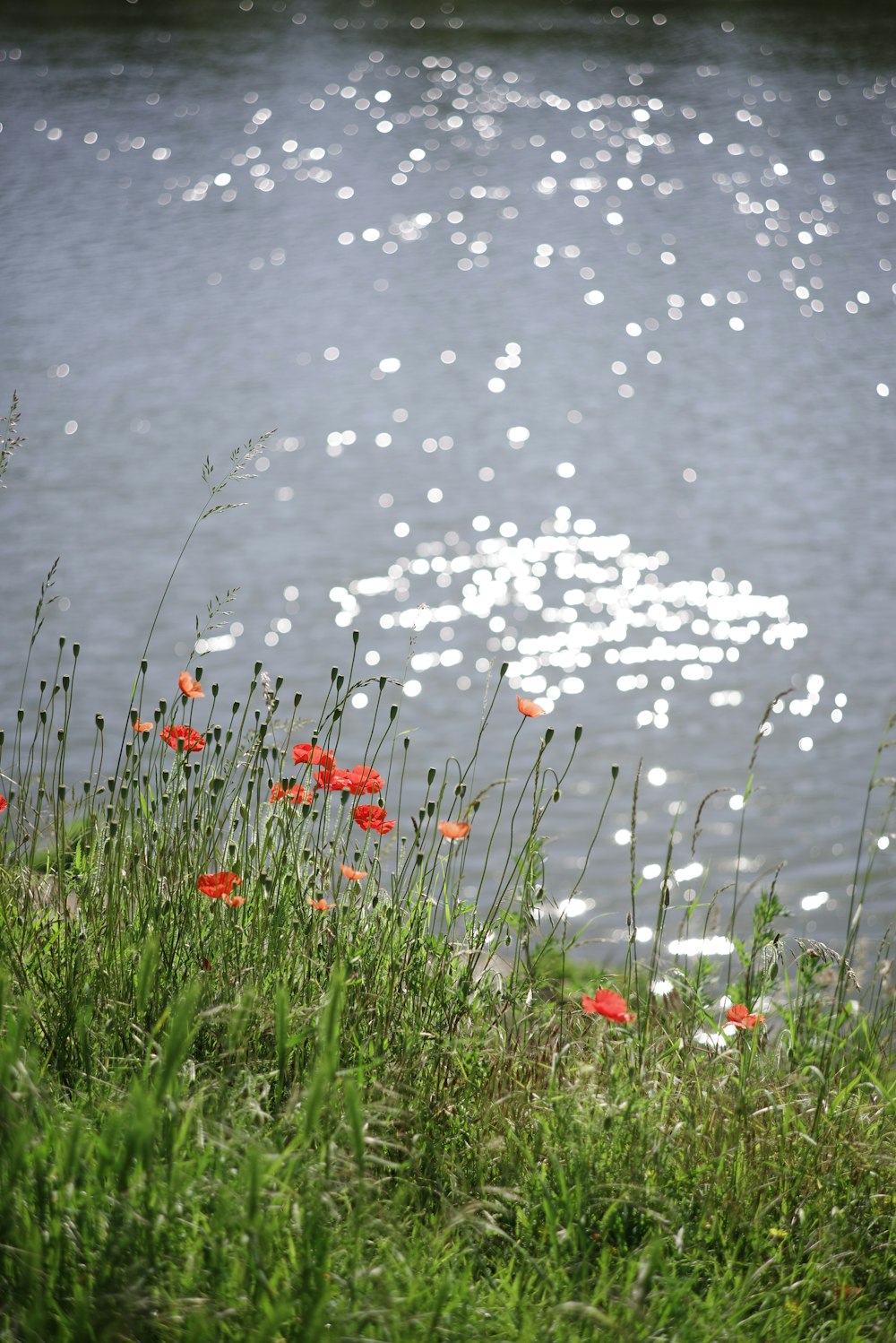 a pond with flowers and grass