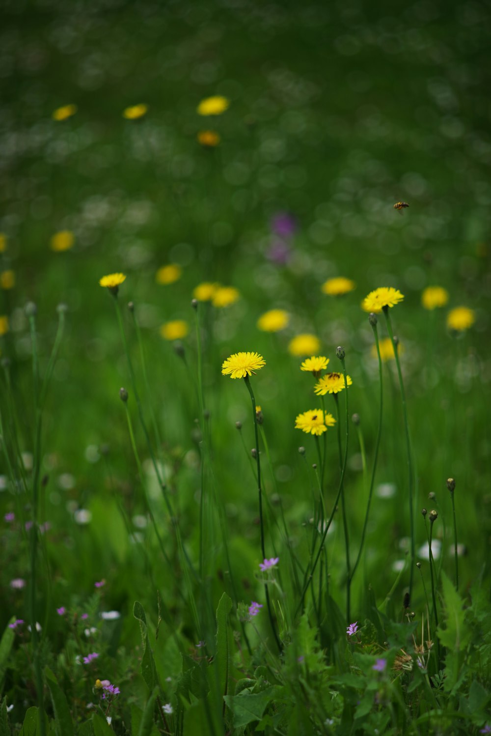 un champ de fleurs jaunes