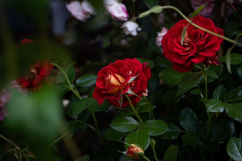 a group of red roses