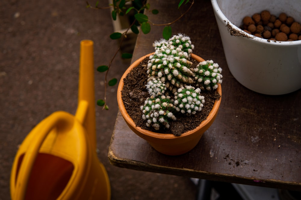 a potted plant with small plants