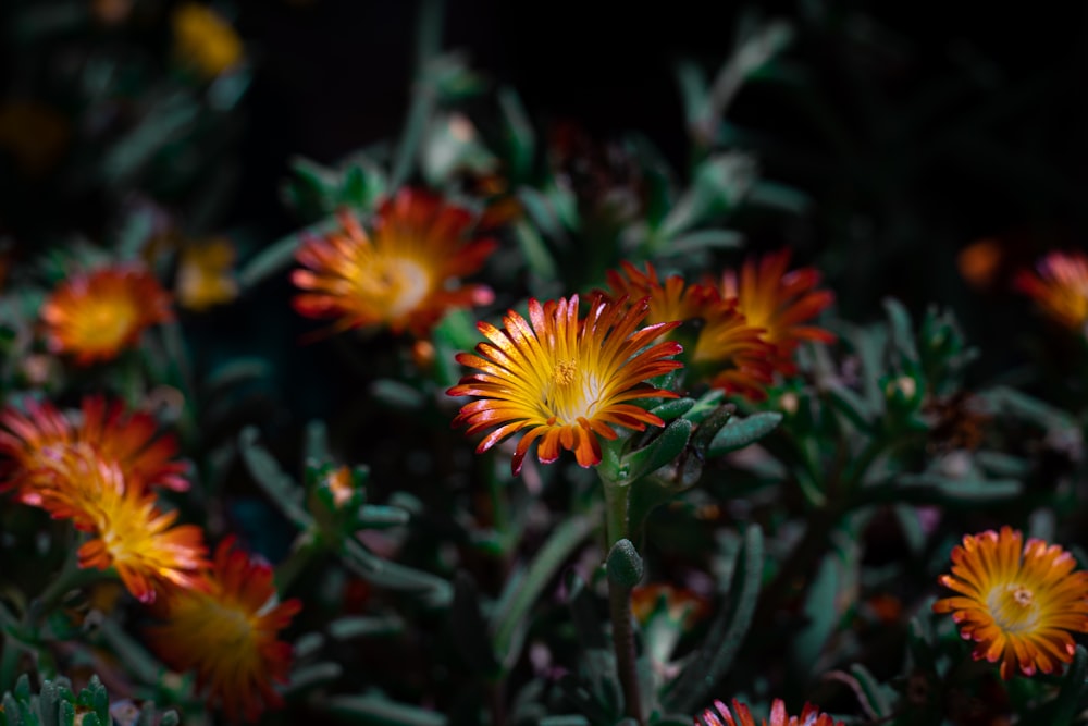 a group of flowers