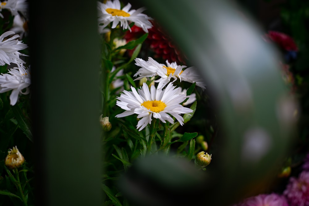 a close up of a flower