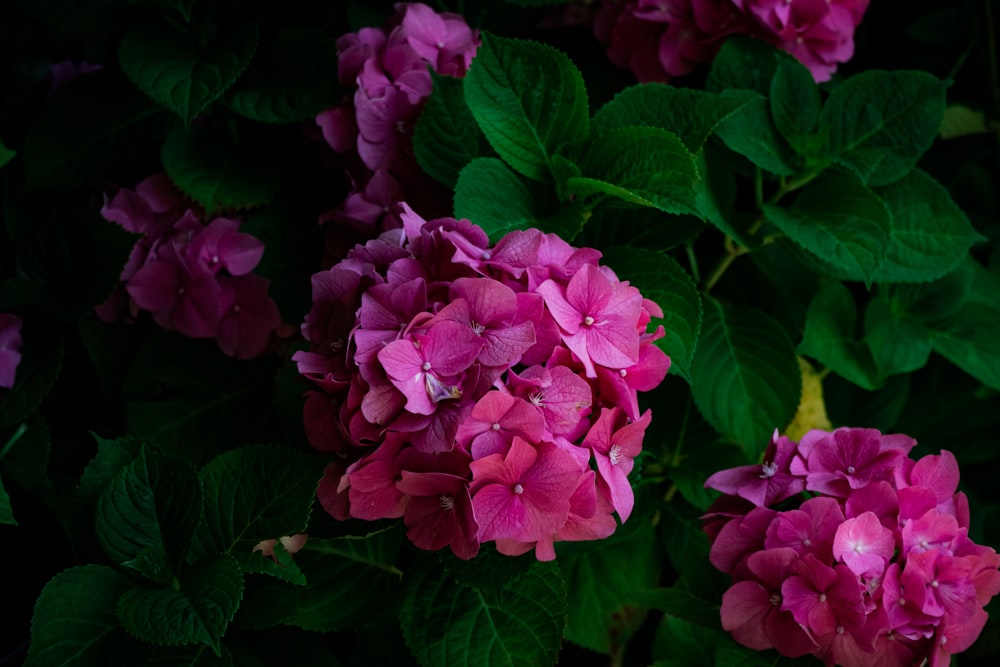 a group of flowers