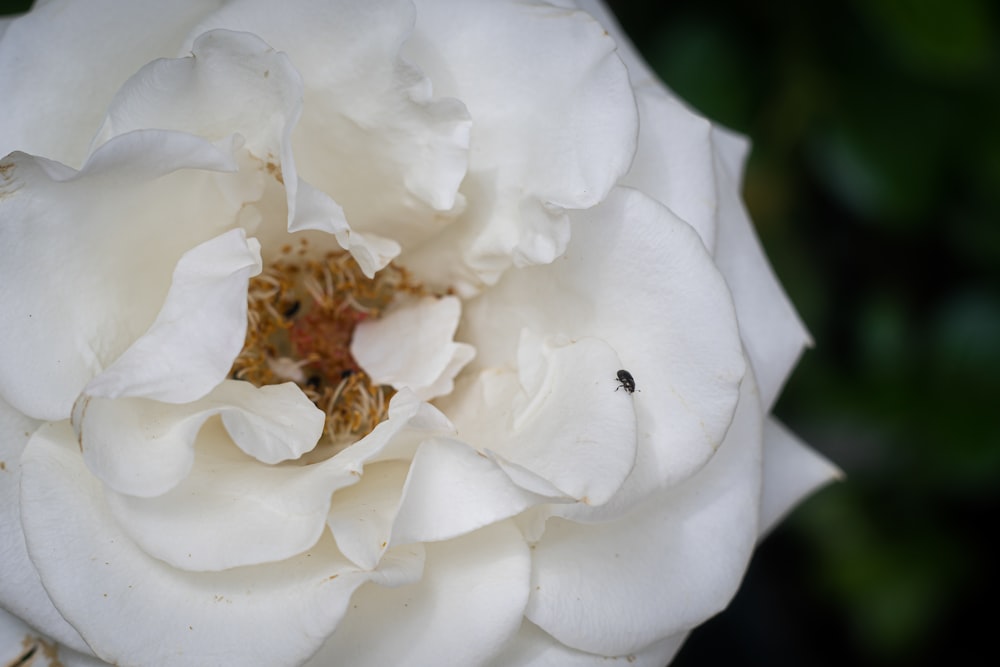 a white flower with a bug on it