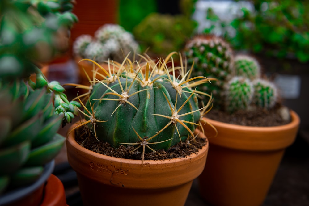 a group of cactus in pots