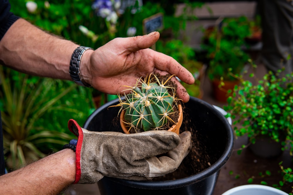 a person holding a plant