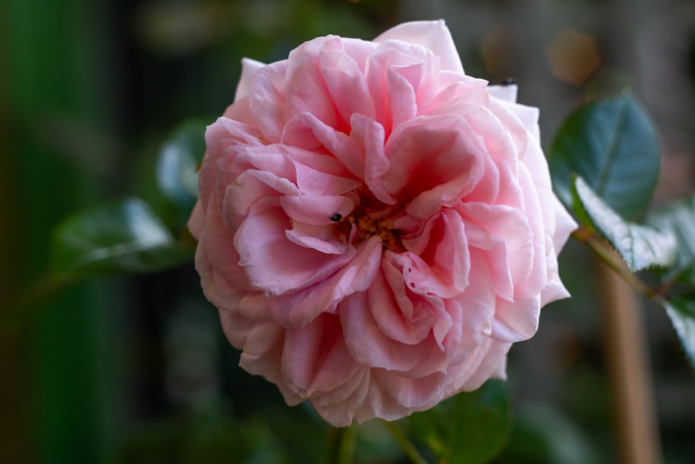 a pink flower with green leaves