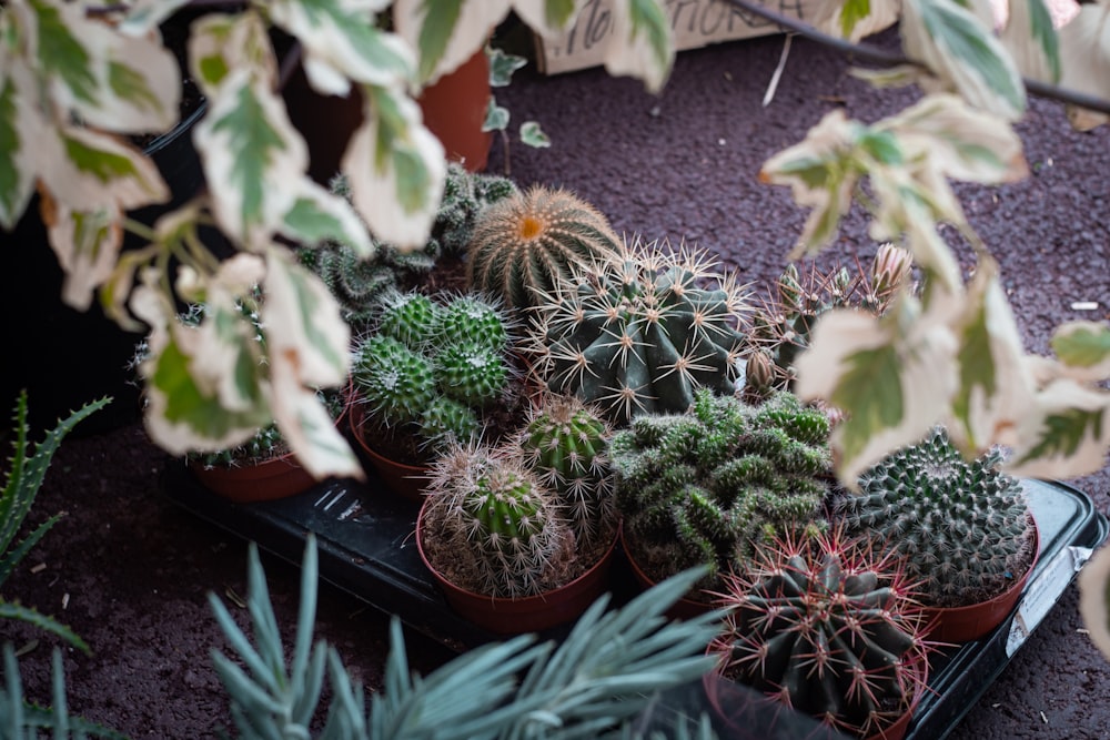 a group of cactus in pots