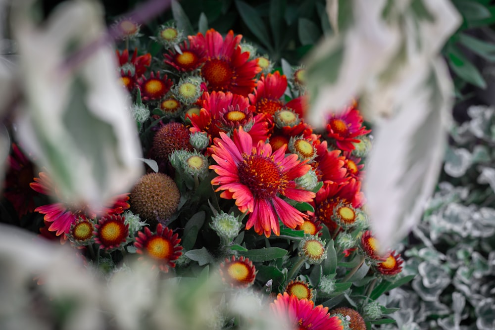 a close up of a flower