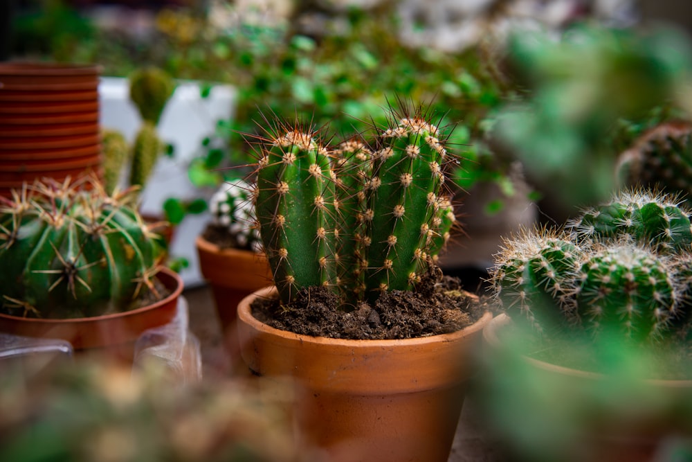 a group of plants in pots